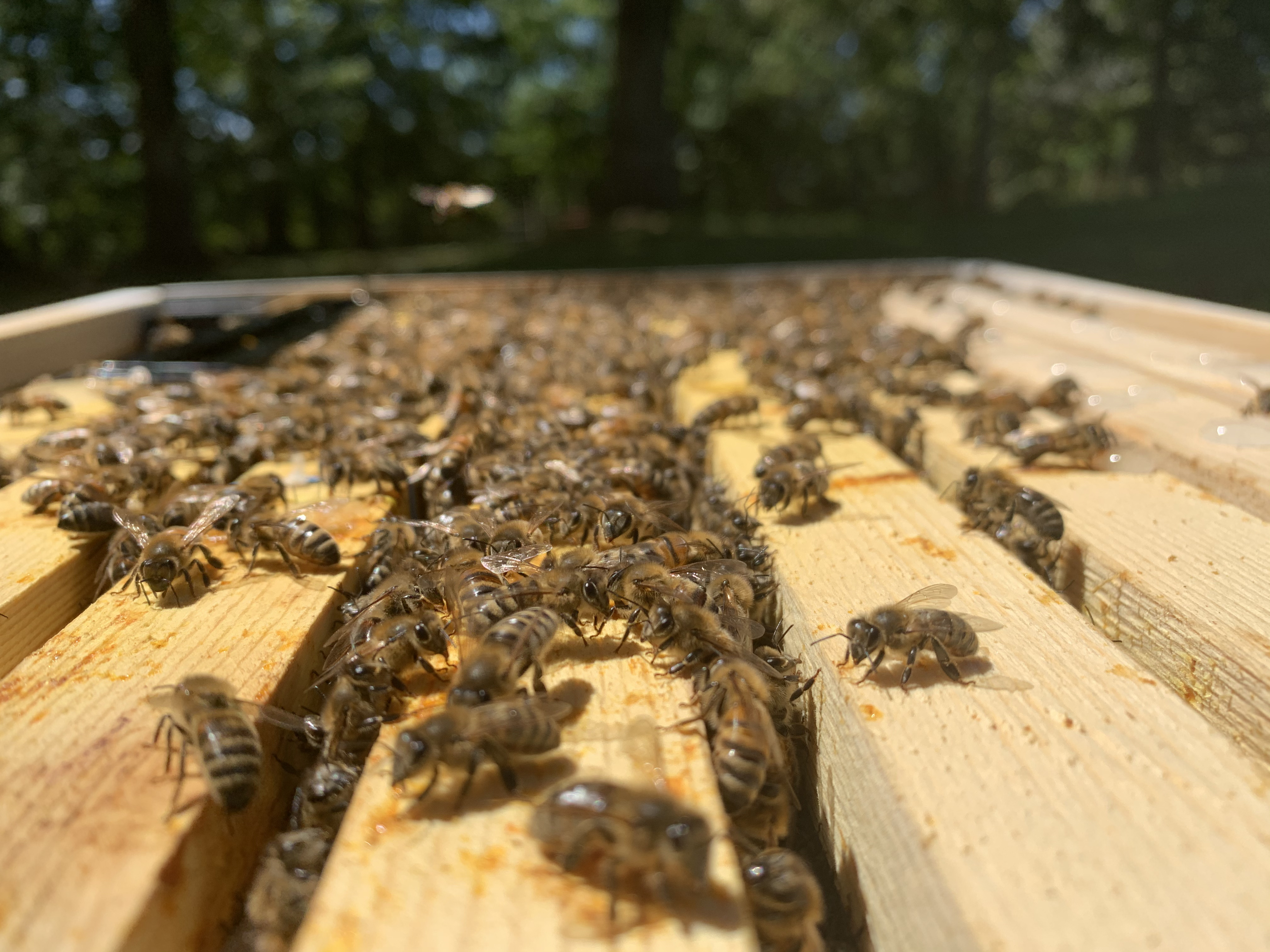Bees on top of a beehive